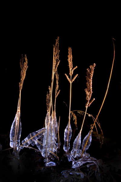 Photograph Christopher Becker Untitled Frozen Grasses Along Shore on One Eyeland