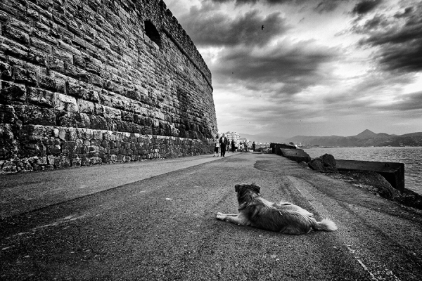 Photograph Spyros Tavladorakis Dog on One Eyeland