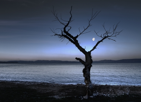 Photograph Zeljko Jurcic Moon Tree on One Eyeland