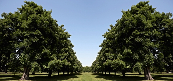 Photograph Derek Seaward Trees on One Eyeland