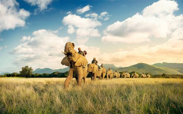 Photograph Christof Van Der Walt Elephants on One Eyeland