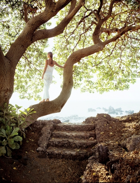 Photograph William Huber Mauna Lani Tree on One Eyeland