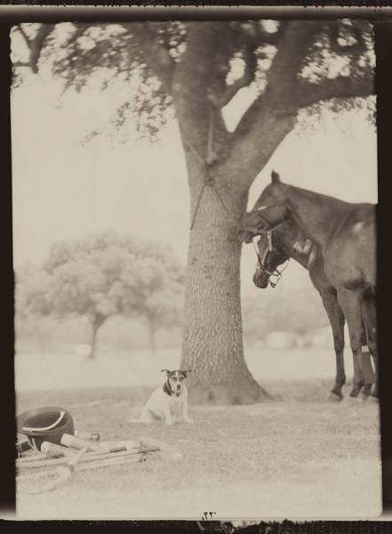 Photograph Terry Vine Polo 6 By Terry Vine on One Eyeland