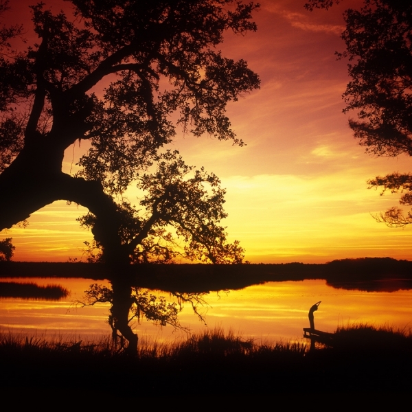 Photograph Chip Henderson Yoga On The Marsh on One Eyeland