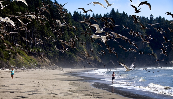 Photograph Ric Peterson Running With The Birds on One Eyeland