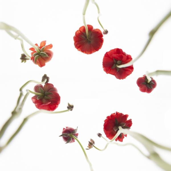 Photograph Jochen Leisinger Flowers 1 on One Eyeland