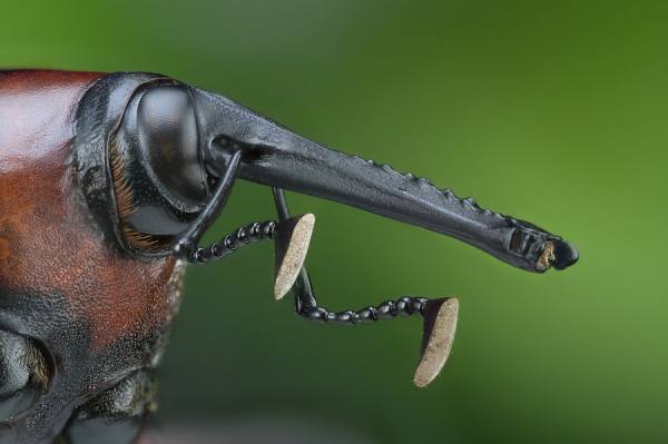 Photograph Javier Ruperez Cyrtotrachelus Longimanus on One Eyeland