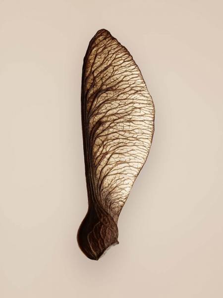 Photograph Tal Silverman Sycamore Seed on One Eyeland