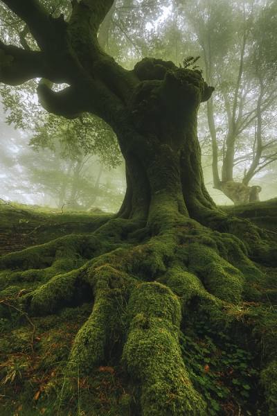 Photograph Jon Basaguren On The Roots on One Eyeland