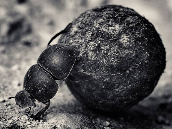 Photograph Antti Viitala Dung Beetle on One Eyeland