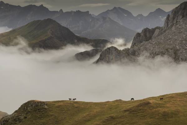 Photograph Tony Goran Wild Horses on One Eyeland