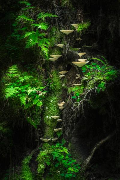 Photograph Petri Damsten Mushroom Wall on One Eyeland
