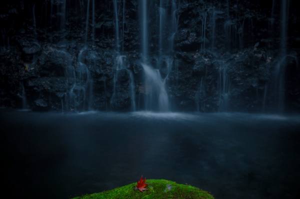 Photograph Tomoshi Hara One Leaf on One Eyeland