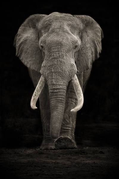 Photograph Mario Moreno Addo Tusker on One Eyeland