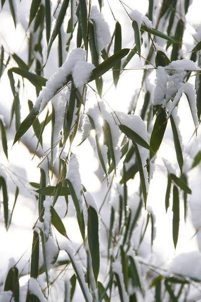 Photograph Larry Hamill Bamboo Leaves on One Eyeland