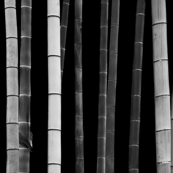 Photograph Stefano Orazzini Bamboo Study I on One Eyeland