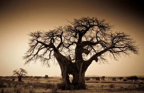 Photograph Robin Moore Baobab on One Eyeland