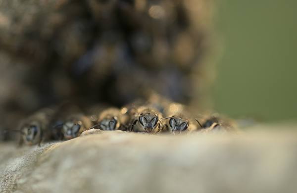 Photograph Sathish Kumar Bee Hives on One Eyeland