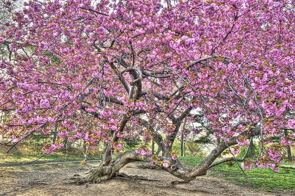 Photograph Mitchell Funk Big Bloom Cherry Tree on One Eyeland