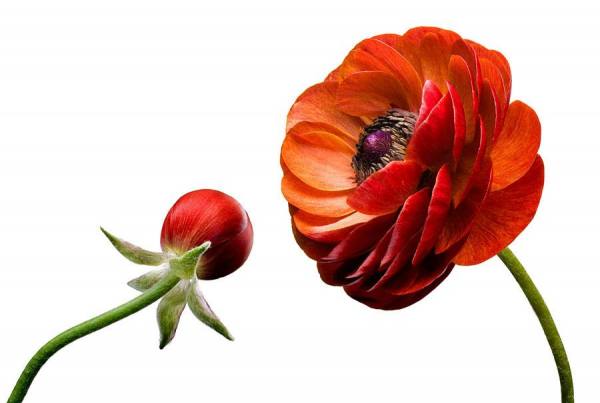 Photograph Paul Nelson Bloom on One Eyeland