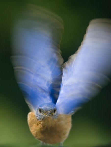 Photograph Steven Heyl Blue Bird In Flight on One Eyeland