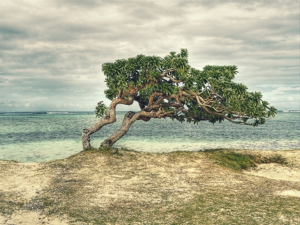 Photograph Stefano Mascherpa Bonsai 2 on One Eyeland