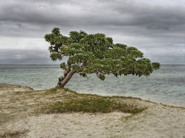 Photograph Stefano Mascherpa Bonsai on One Eyeland