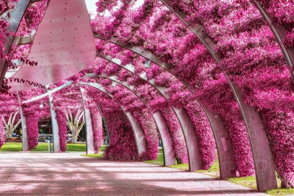 Photograph Mauro Risch Bouganvillia on One Eyeland