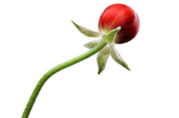 Photograph Paul Nelson Bud on One Eyeland