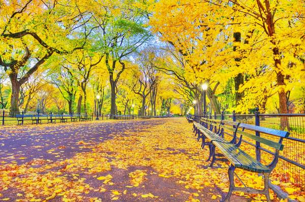 Photograph Mitchell Funk Central Park Autumn on One Eyeland