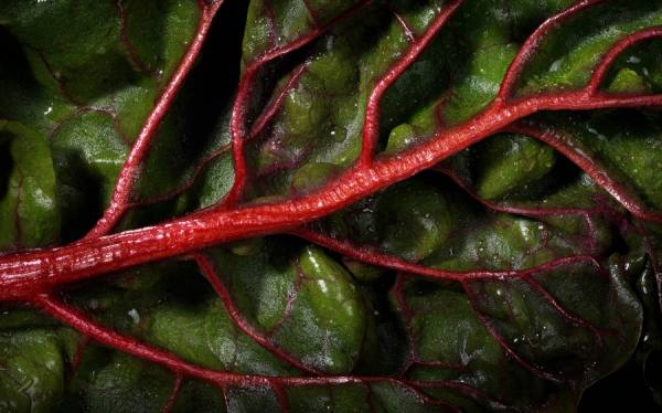 Photograph Mark Wiens Chard Closeup on One Eyeland
