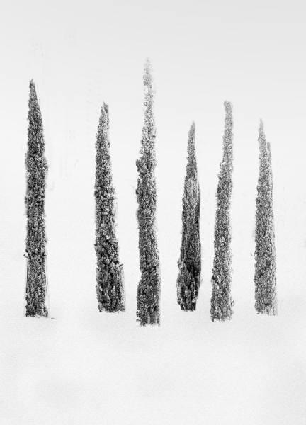 Photograph Jose Conceptes Cipreses Nevados on One Eyeland