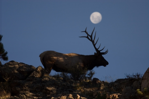 Photograph Marcos Furer Colorado Elk on One Eyeland