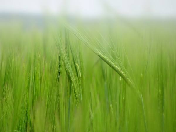 Photograph Jiri Rotrekl Corn Field on One Eyeland