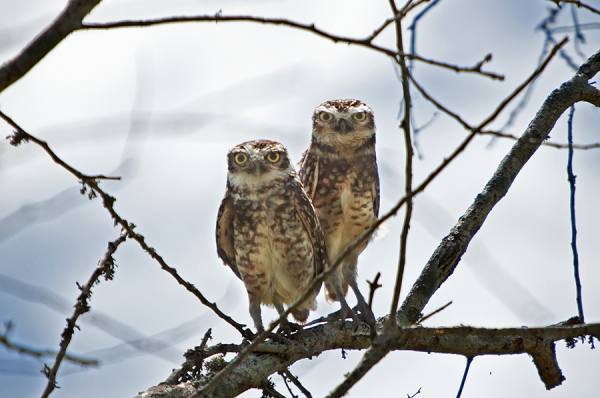 Photograph Jackson Carvalho Couple On Forest on One Eyeland