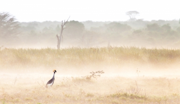 Photograph Robin Moore Crested Crane In The Mist on One Eyeland