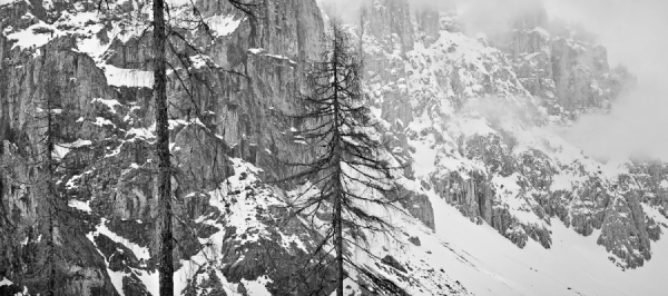 Photograph Marcos Furer Dolomiti Trees on One Eyeland