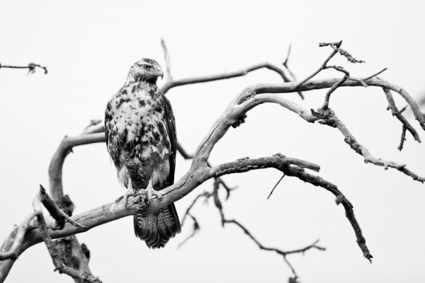 Photograph Marcos Furer Eagle on One Eyeland