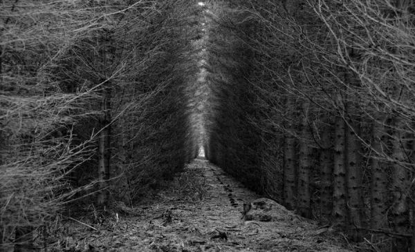 Photograph Christian Hansen Enchanted Forest on One Eyeland