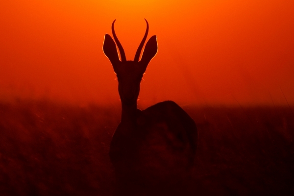 Photograph Ben Mcrae Etheral Springbok on One Eyeland