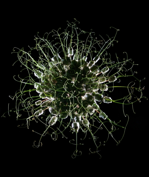 Photograph Boris Bendikov Floristica_2 on One Eyeland