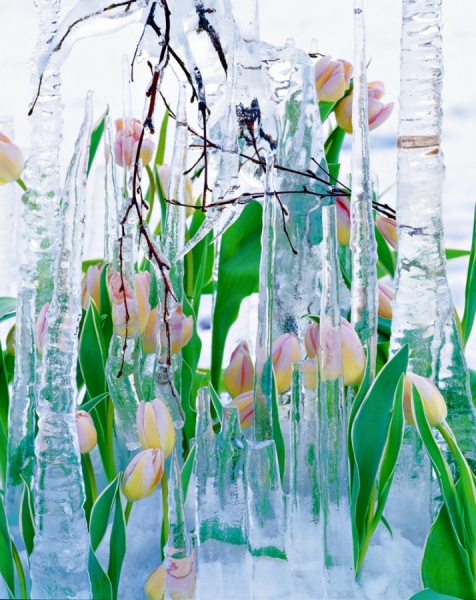 Photograph Boris Bendikov Floristica_3 on One Eyeland
