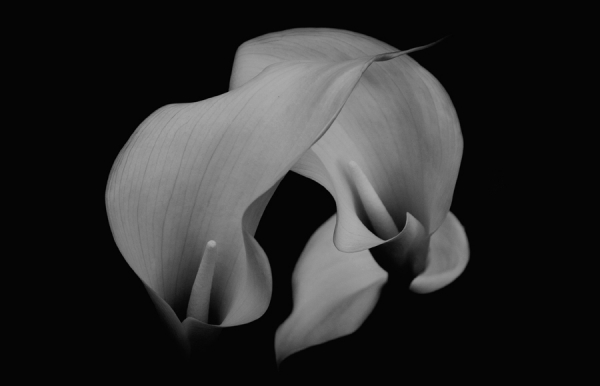 Photograph Roman Vislapuu Flowers In Love on One Eyeland