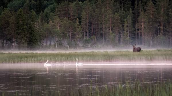 Photograph Aasmund Kvarnstrom Forest At Night on One Eyeland