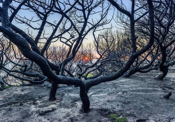 Photograph Ben Welsh Forest At Sunset on One Eyeland