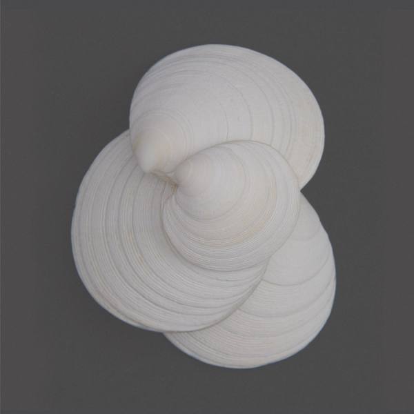 Photograph Michael Swallow Four Shells on One Eyeland