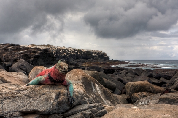 Photograph Jes Eriksen Galapagos on One Eyeland