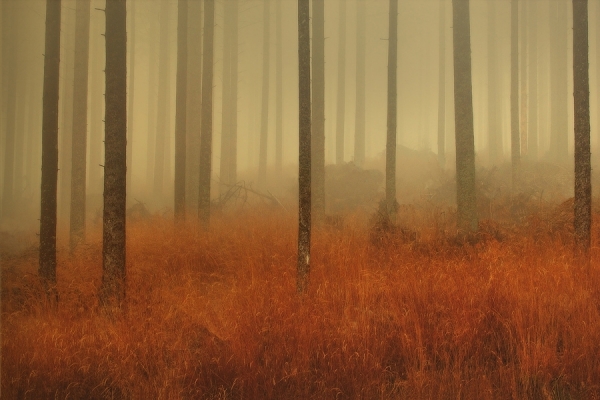 Photograph Jure Kravanja Golden Legs on One Eyeland