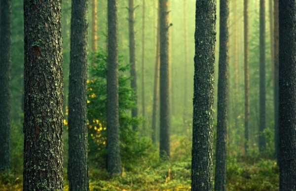 Photograph Joni Niemela Green Forest on One Eyeland