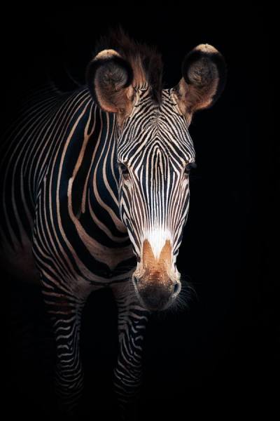 Photograph Mario Moreno Grevys Zebra on One Eyeland